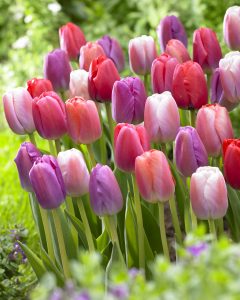 Tulips