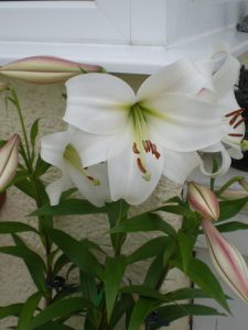 Longiflorum Lilies