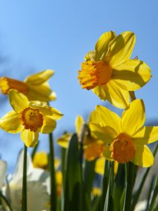 Narcissus Jetfire