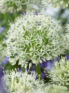 Allium White Giant
