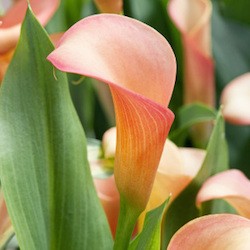 Calla Lily
