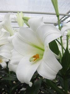 Vuvuzela Lily