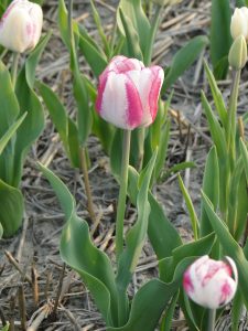 Hot Pants tulips