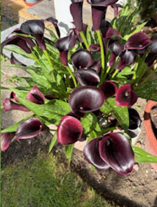 Calla Lilies - Zantedeschia